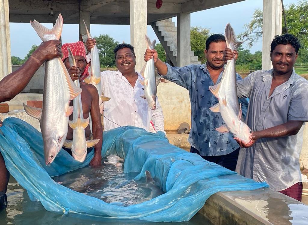 नक्सल क्षेत्र की बदली तस्वीर हरे बस्तर में हो रही नीली क्रांति कांकेर,पखांजूर क्षेत्र ने बनाई अलग पहचान